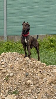 Malinois x Cane Corso Welpen - 7