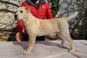 Zentralasiatischen Schaferhund - 7