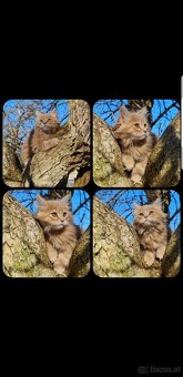 Maine Coon Kitten suchen Herzensplätze - 7