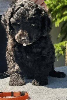 Portuguese Water Dog Puppies - 7