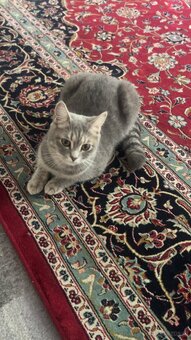 Katze BKH - 7