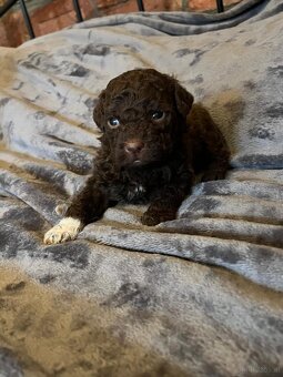 Lagotto Romagnolo - 7