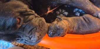 Cane corso mit Stammbaum - 7