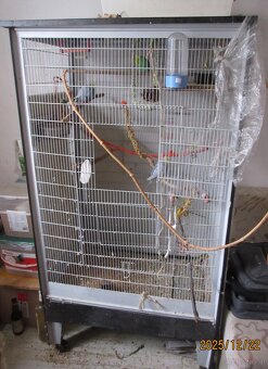 Handzahme Rainbow Wellis Zuchtpaar - 7