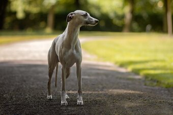 Whippet Welpen mit Papieren - 7