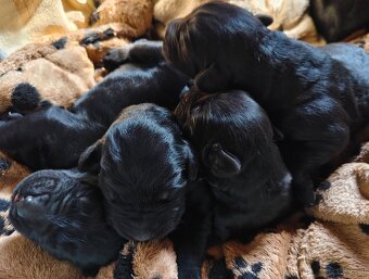 Schwarzer Russischer Terrier – liebevoll aufgezogene Welpen - 7
