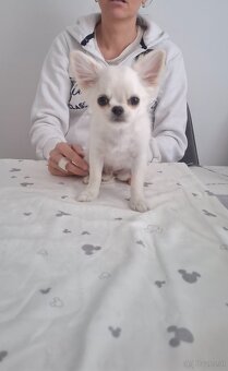 Chihuahua mit stammbaum - 7