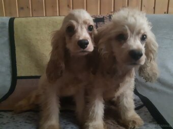 SPANIEL- FREUNDE AUFGEPASST - 7