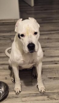 Dogo Argentino – wir nehmen Reservierungen für erstklas - 7