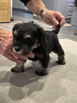Zwergschnauzer Schwarz-Silber - 7