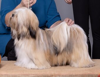 LHASA APSO Welpe mit Stammbaum - 7