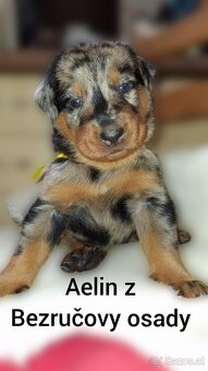 Beauceron - 7