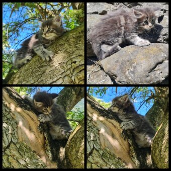 Reinrassige Maine Coon Kitten - 7