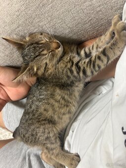 Baby/Jugend Katze, zum Betreuung geben, 1-3 Monate. - 7