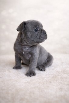 Exklusive Französische Bulldogge Hündin in Blau – seltene Ei - 7