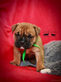 Continental bulldog welpen - 7