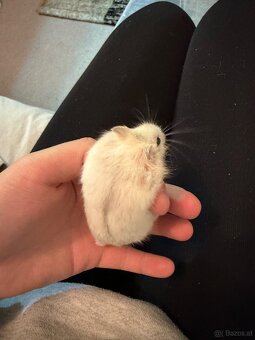 Dschungarische Zwerghamster Babys - 7