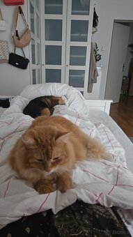 Herzenskatze (12) sucht stressfreien Altersruhesitz - 7