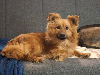 Kleine Hündin 5,5 kg, 1,5 Jahre alt sucht ein Körbchen - 7