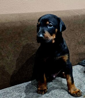 Doberman puppies zum werkaufen - 7