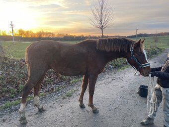 Hengst von Heartbreak ZH - 7