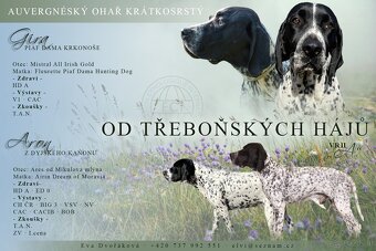 Auvergne Hűhnerhund/Jagdhund (FCI) - 7