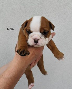 Englische Bulldoggenwelpen mit PP - 7