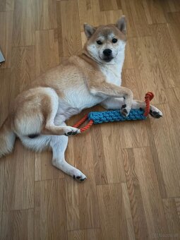 Wunderschöner Shiba Inu sucht liebevolles Zuhause 🐾 - 7