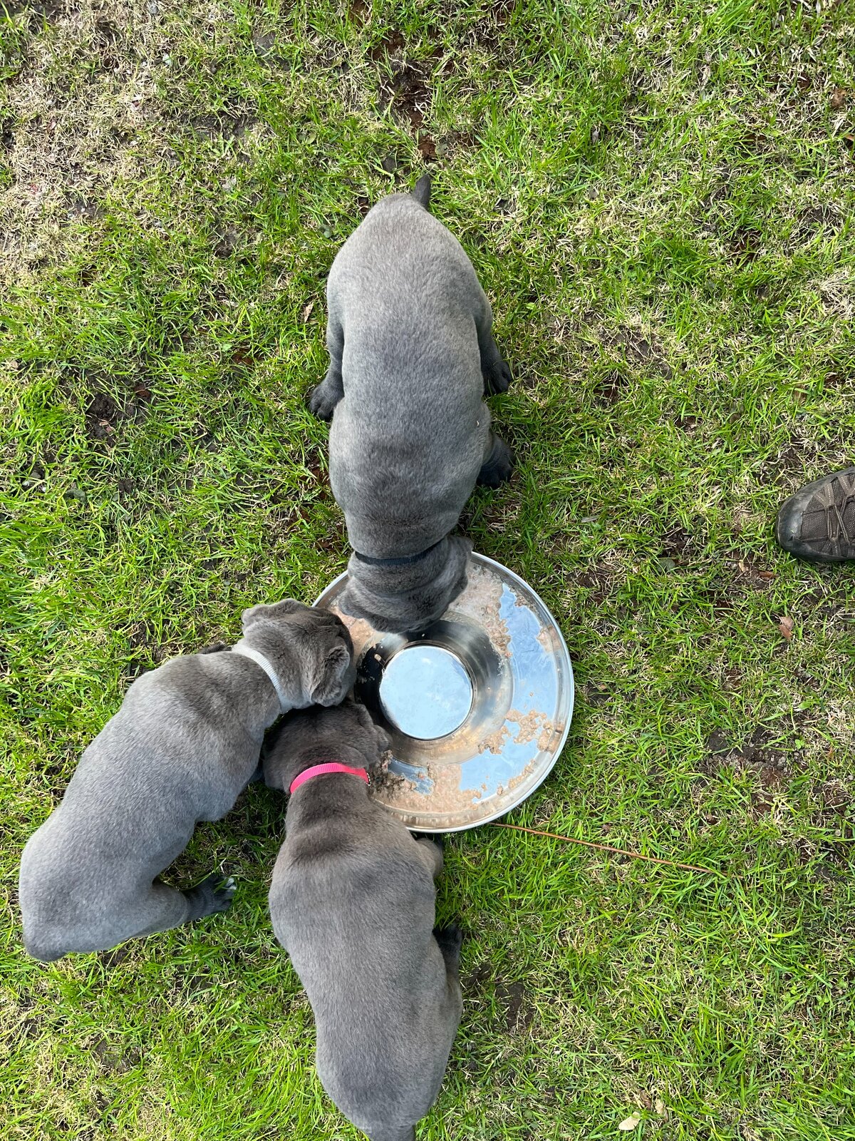 Reinrassige Cane Corso Welpen - 8