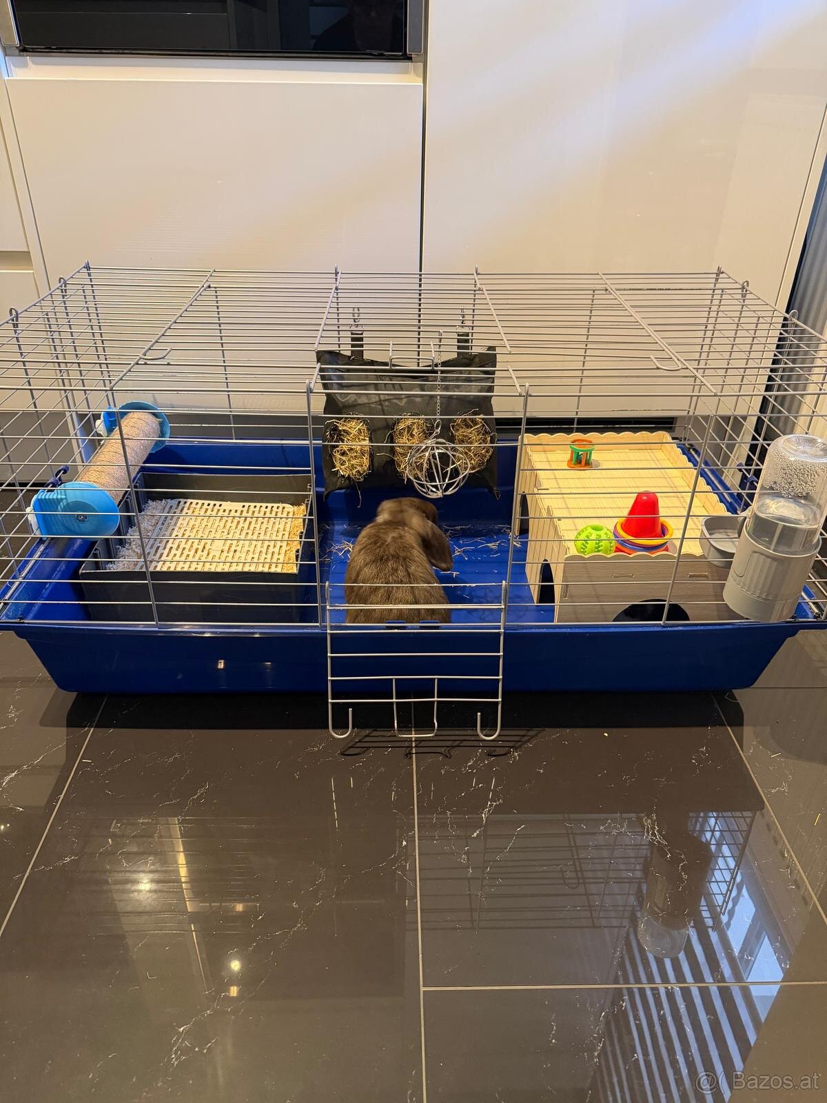 Zwergkaninchen mit Käfig inklusive ganzes Zubehör - 8