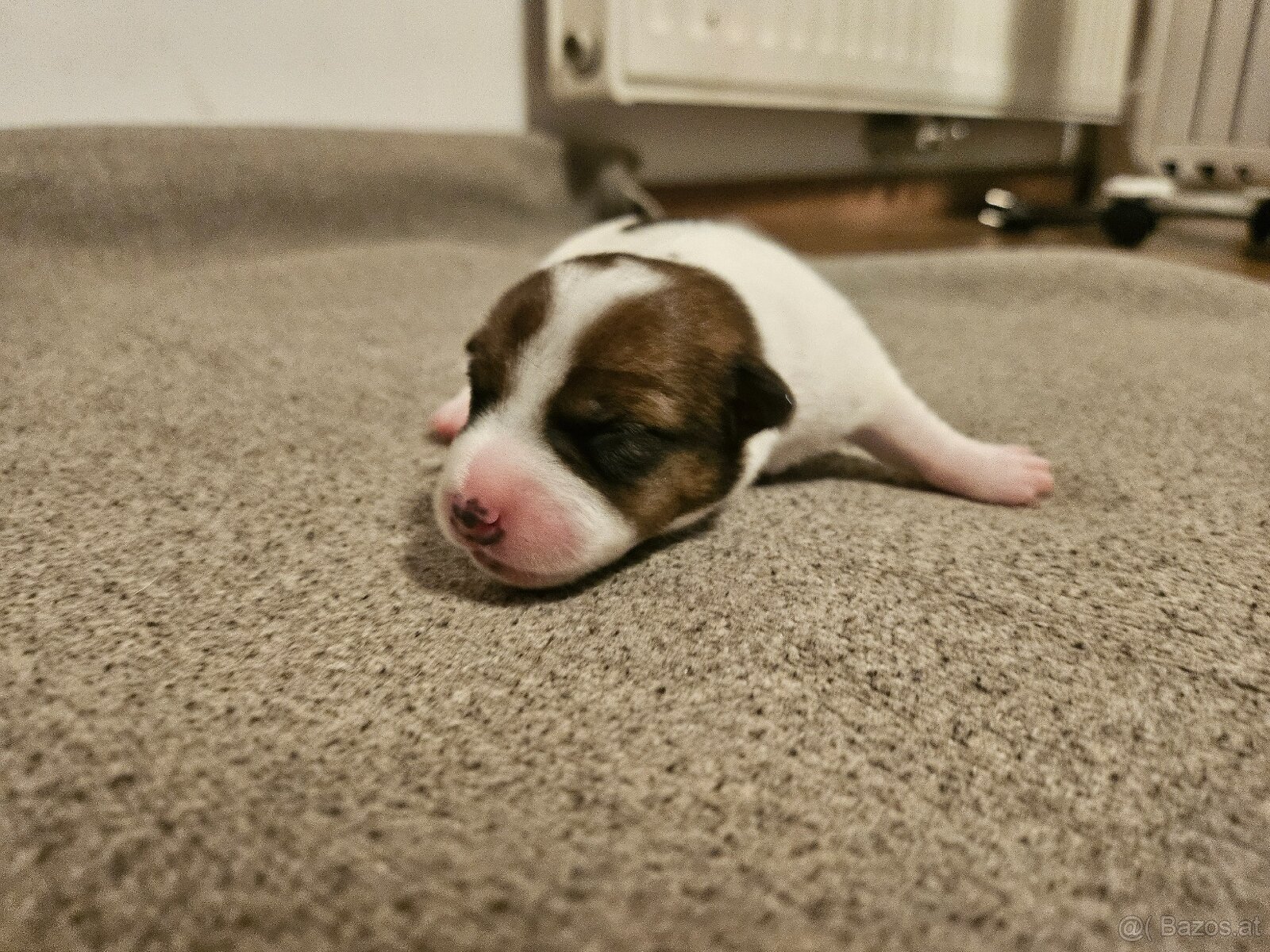 Jack Russell Terrier Welpen gew.13.04.2026 - 8