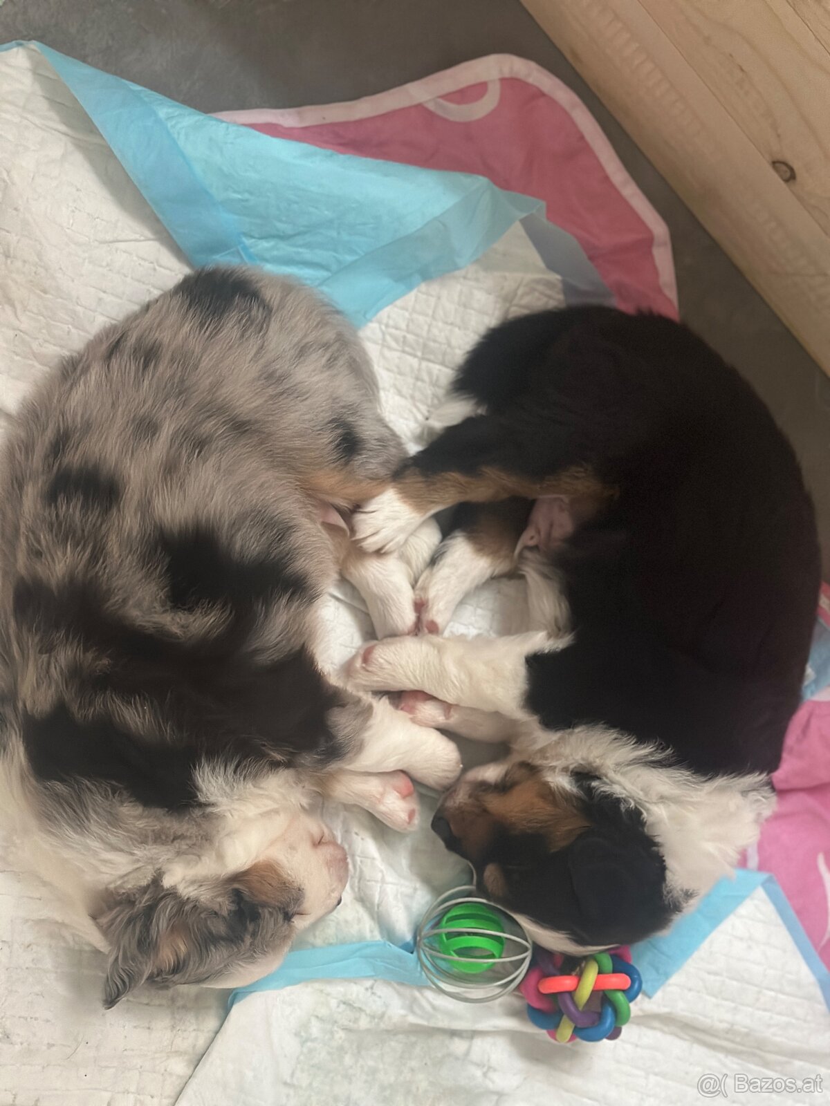 Miniature American Shepherd FCI - 8