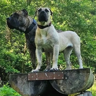 Presa Canario - 8