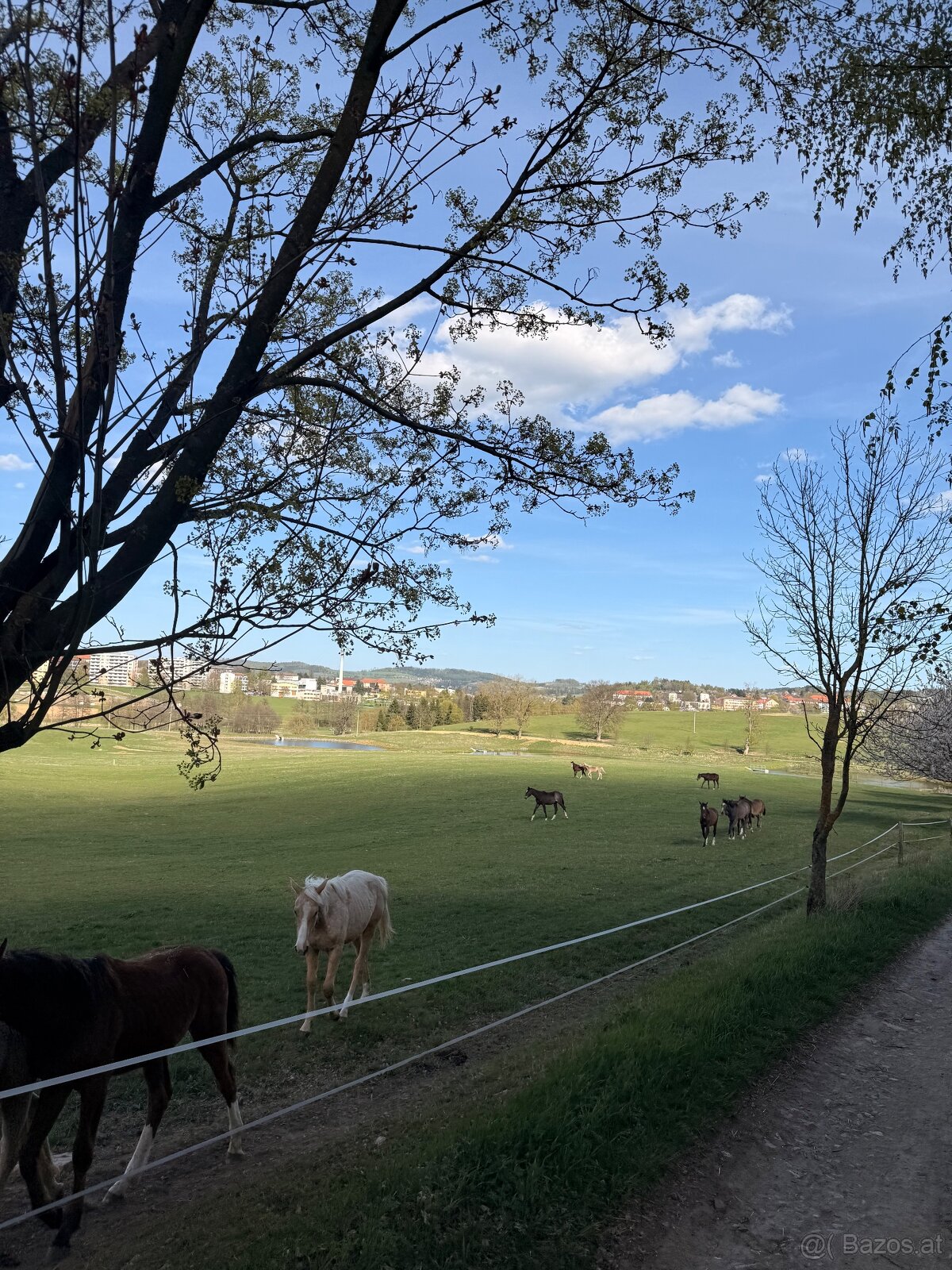 Fohlenstall – Bystřice nad Pernštejnem, 40 km von Brünn - 8
