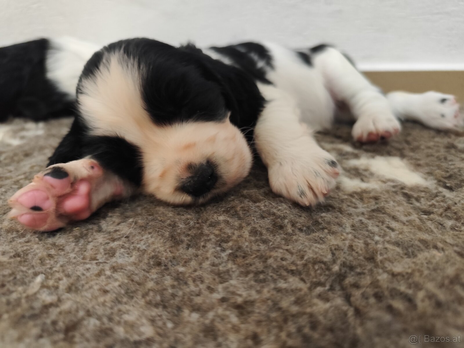 Englische Springer Spaniel Welpen mit PP FCI - 8