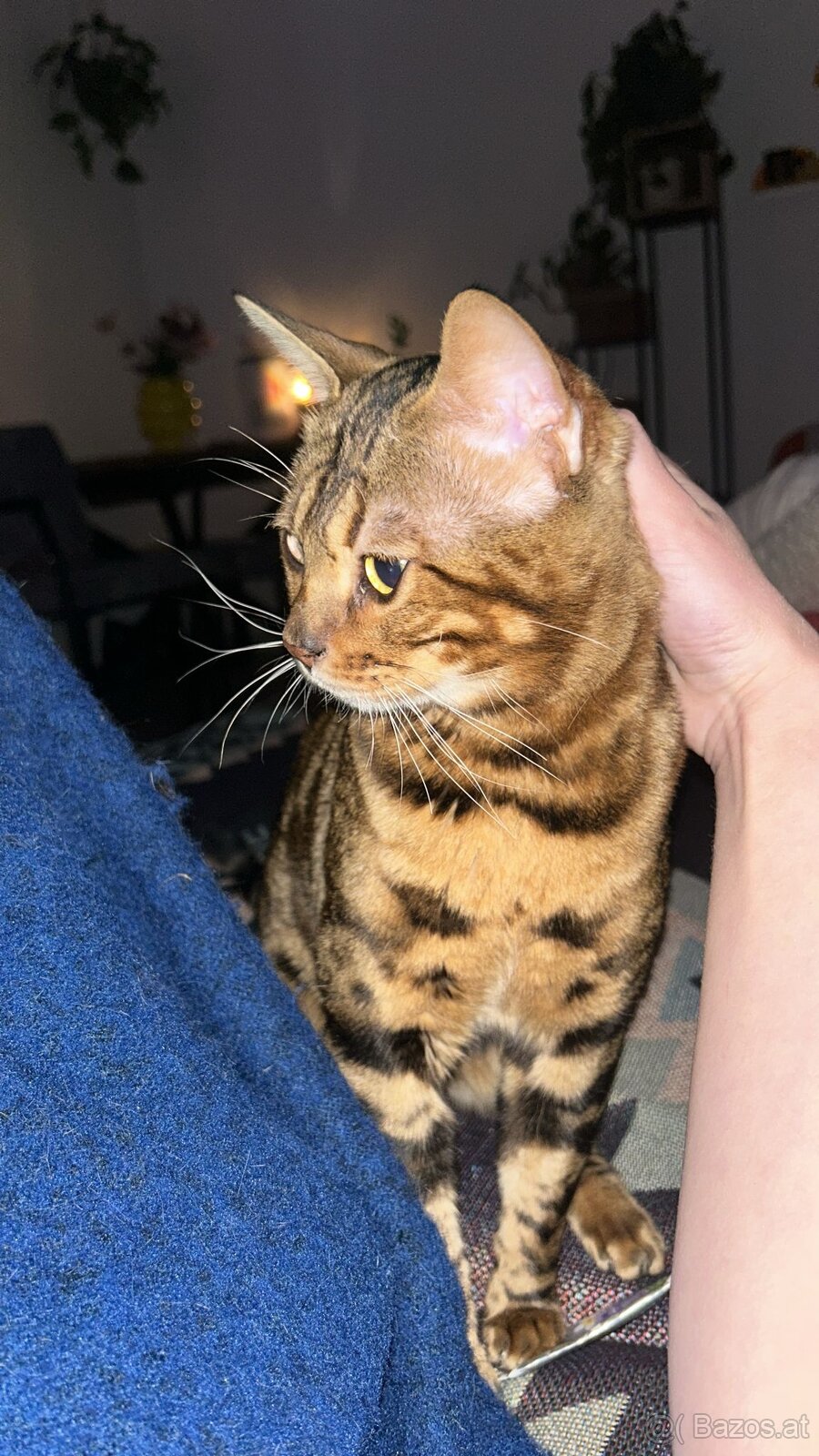 Bengalkater 2.5 Jahre alt Notfall - 8