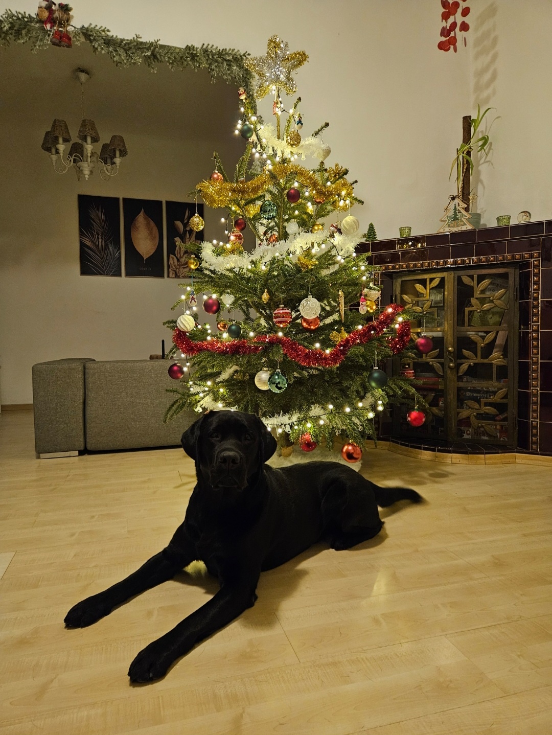 Labrador Deckrüde mit FCI Ahnentafel - 8