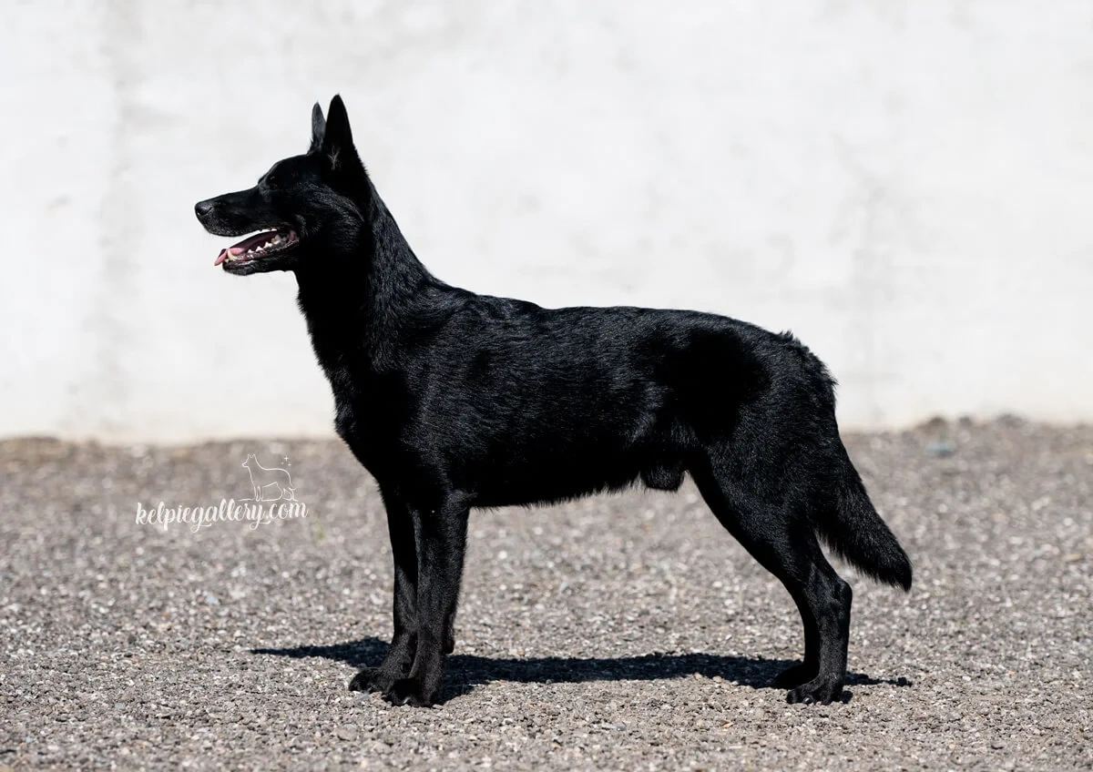Australian Kelpie w Pedigree - 8