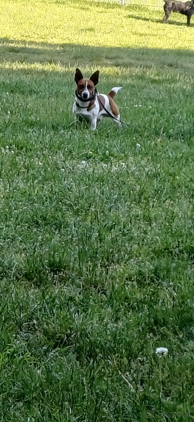 Jack Russell Trrier - 8