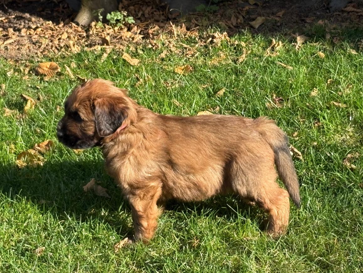Briard welpen - 8
