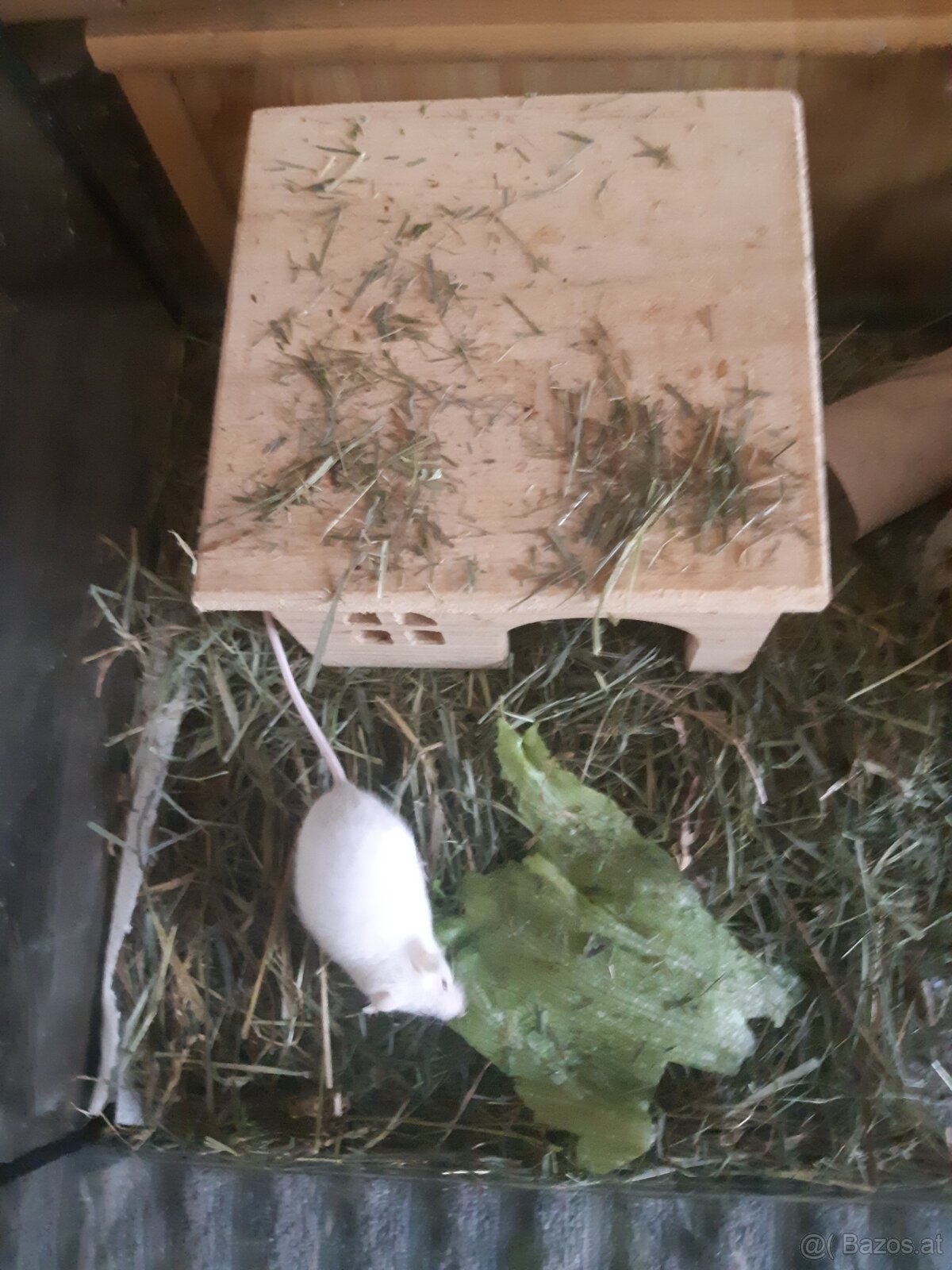 Maus zu vergeben. - 8