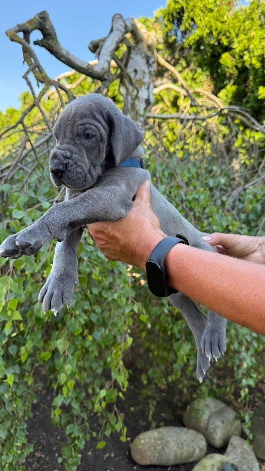 Deutsche Dogge blau - 8