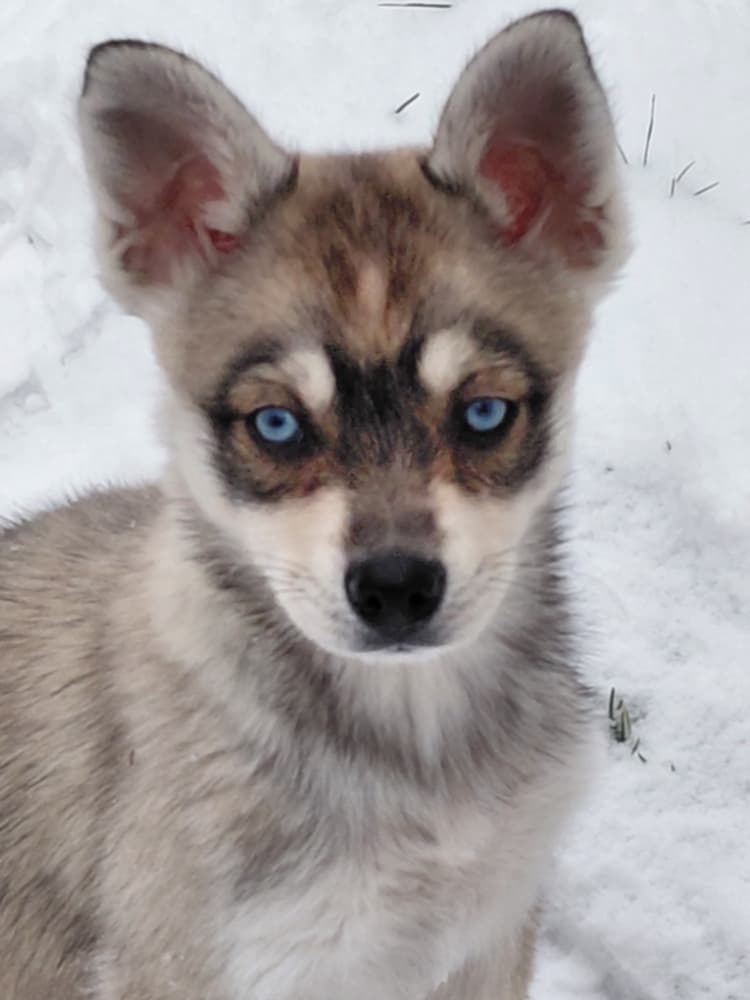 Alaskan Klee Kai (Mini Husky) - 8