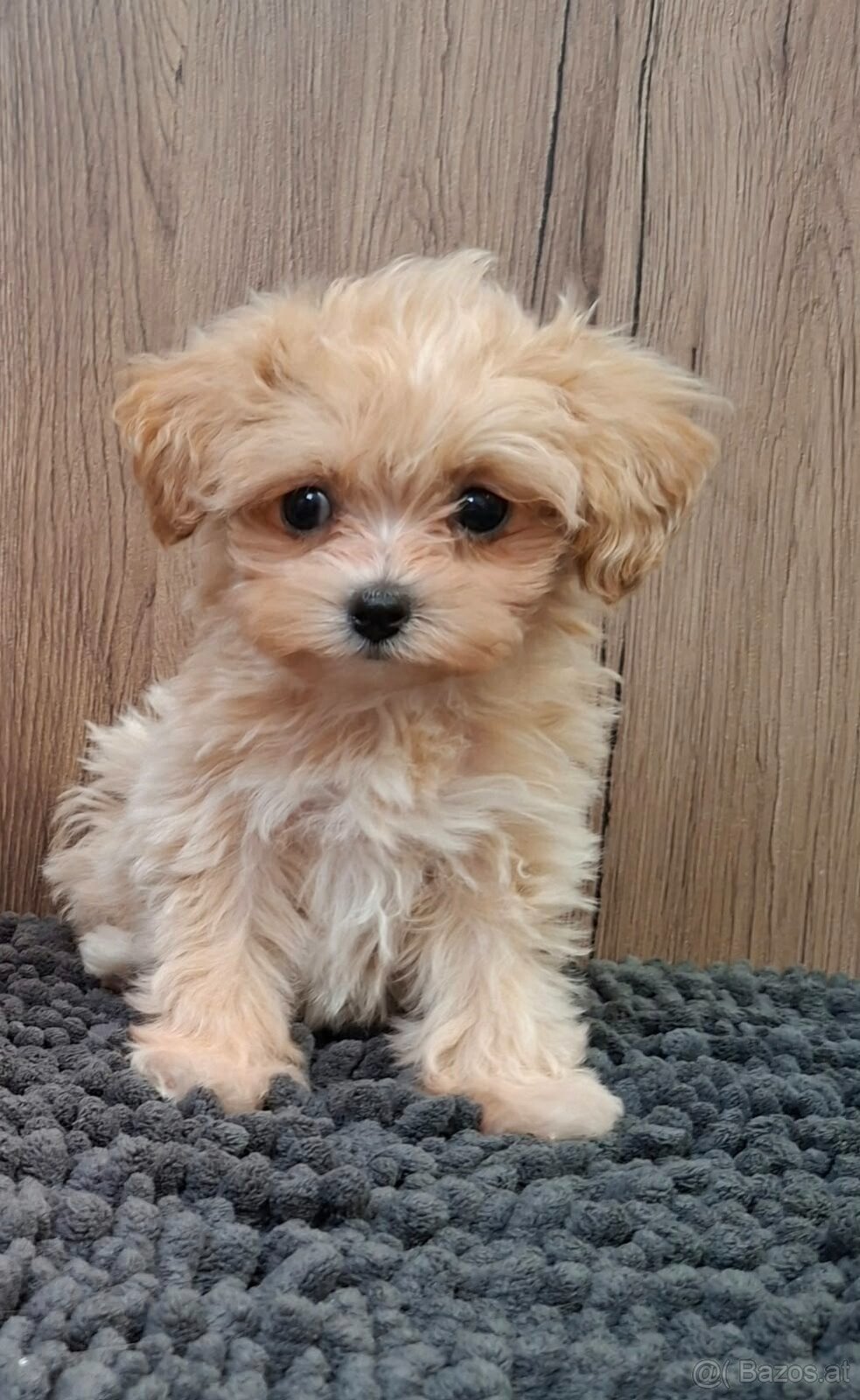 Maltipoo mini - 8