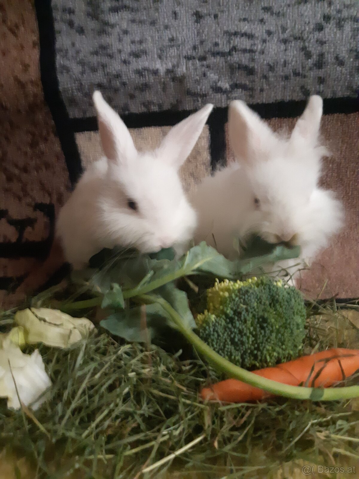 Zwergkaninchen jugendlich zu vergeben - 8