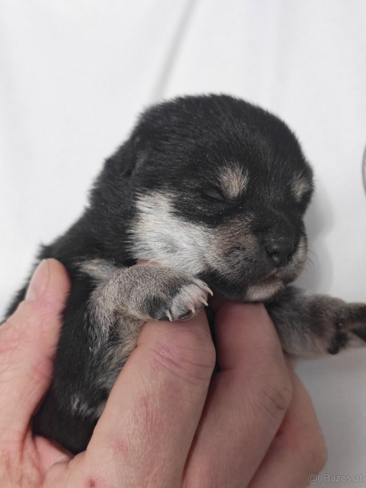 Shiba inu Welpen - 8