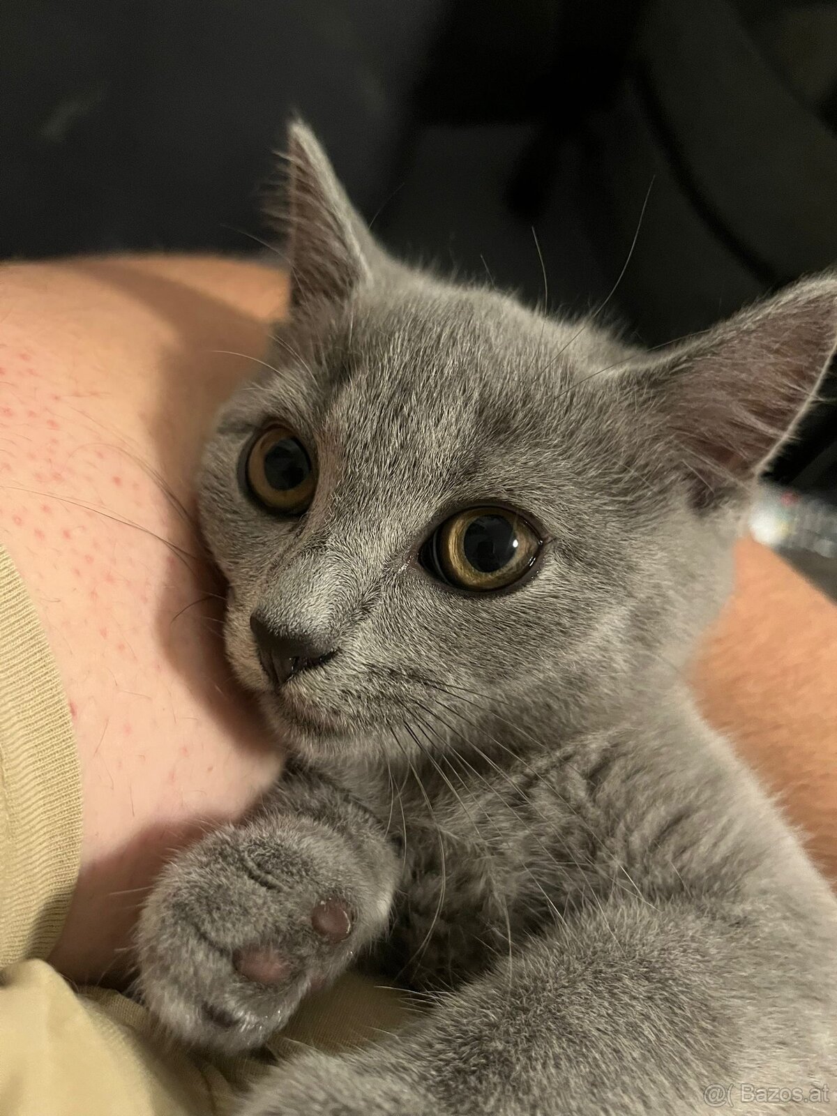 BKH katzen 2 Männchen und 2 Weibchen - 8