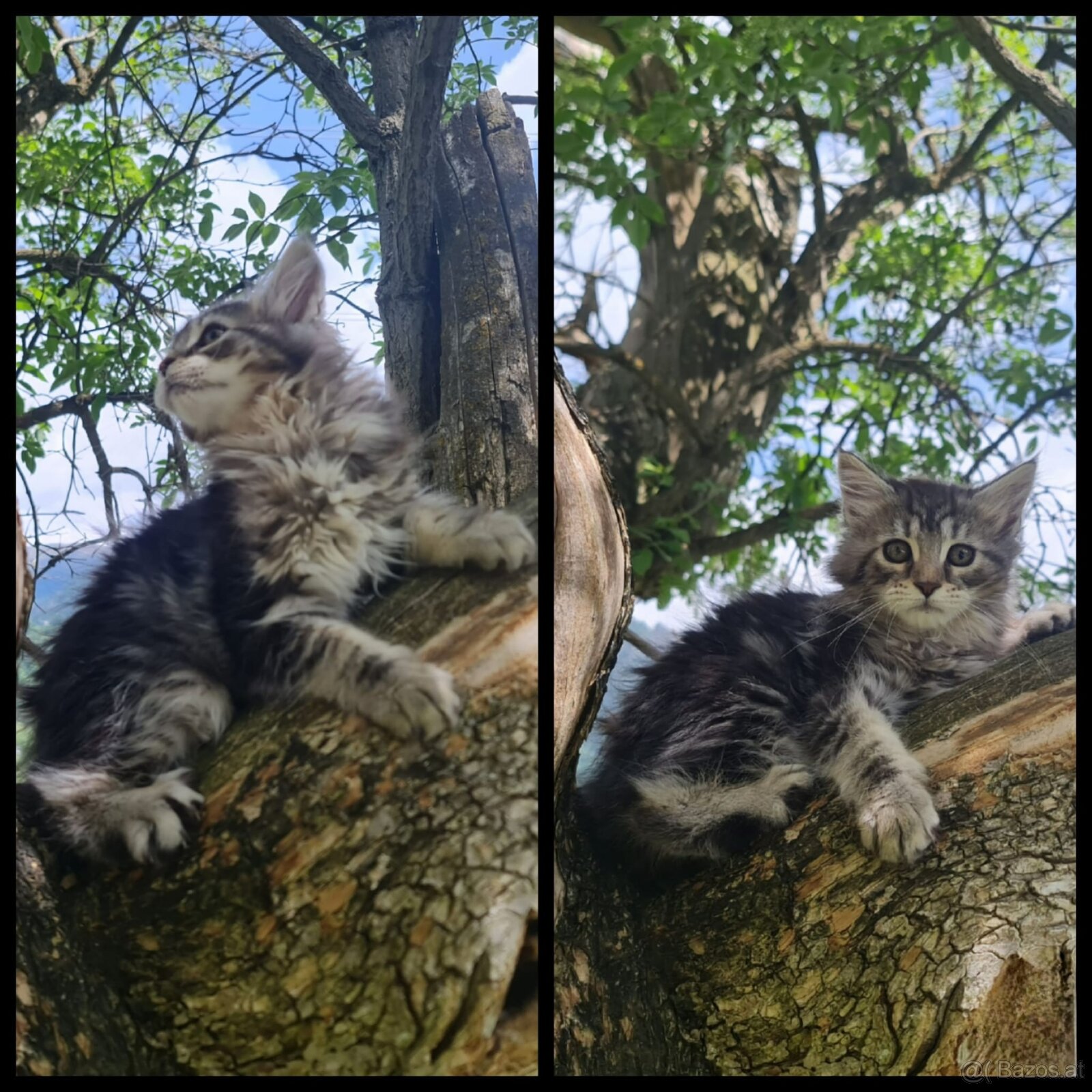 Maine Coon Kitten suchen Herzensplätze - 8