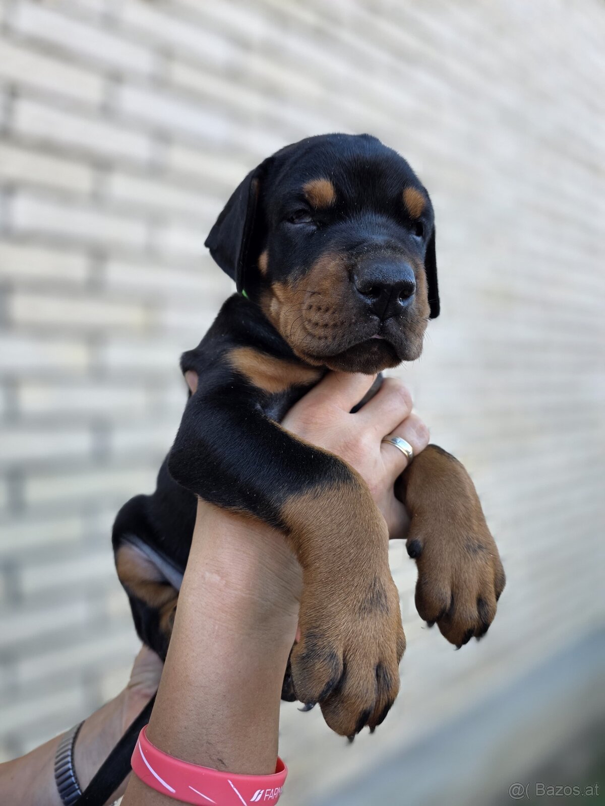 Dobermann Welpen mit FCI-Ahnentafel - 8