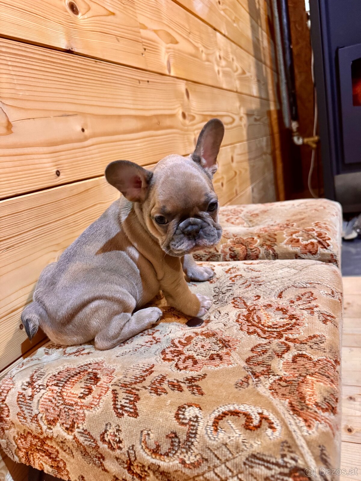 Französischen Bulldoggen Welpen - 8